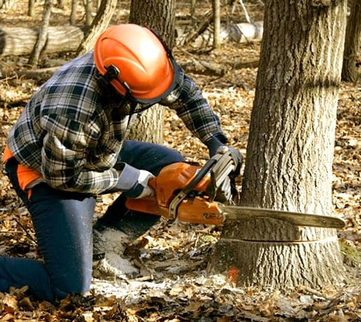 Tree Removal in Appalachia, VA